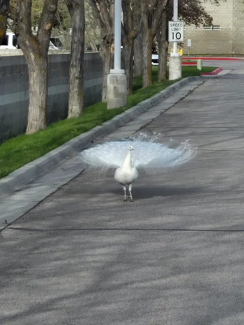 Saw a white peacock while out delivering today