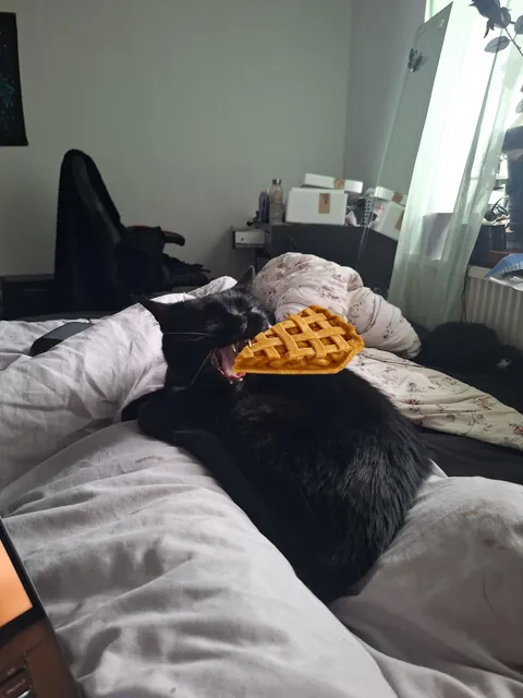 Oh hell yeah. I finally got a yawn pic💜. You know what that means...