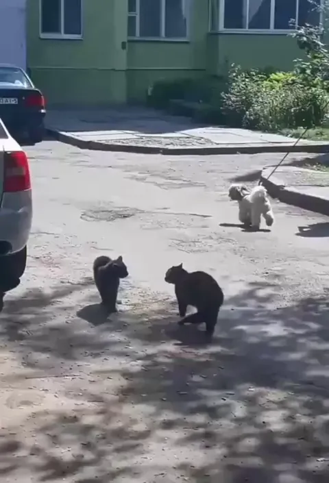 Just a bird escalating the situation