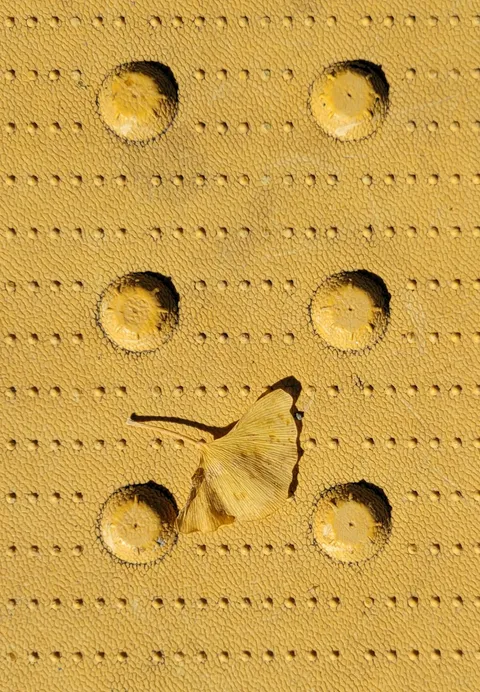The perfect color match between this ginkgo leaf and the pedestrian crosswalk warning pad