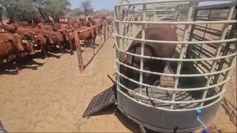 A breeding bull entering the farm full of cows 