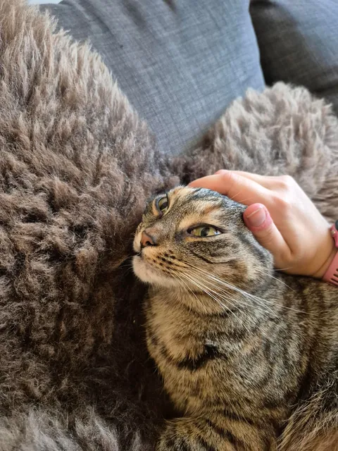 Miso loves some goofy pets when she's in the right mood