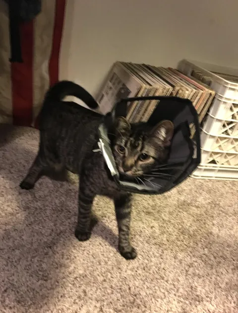 I need to see THAT one picture of your cat that makes you laugh every time