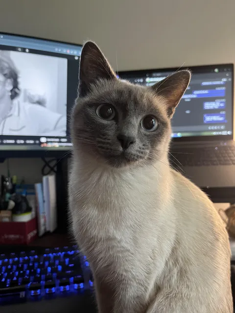 Your cat has social media, what’s their profile pic?