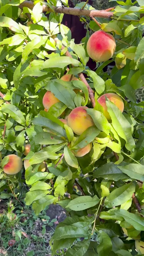 So Proud of my peach Tree