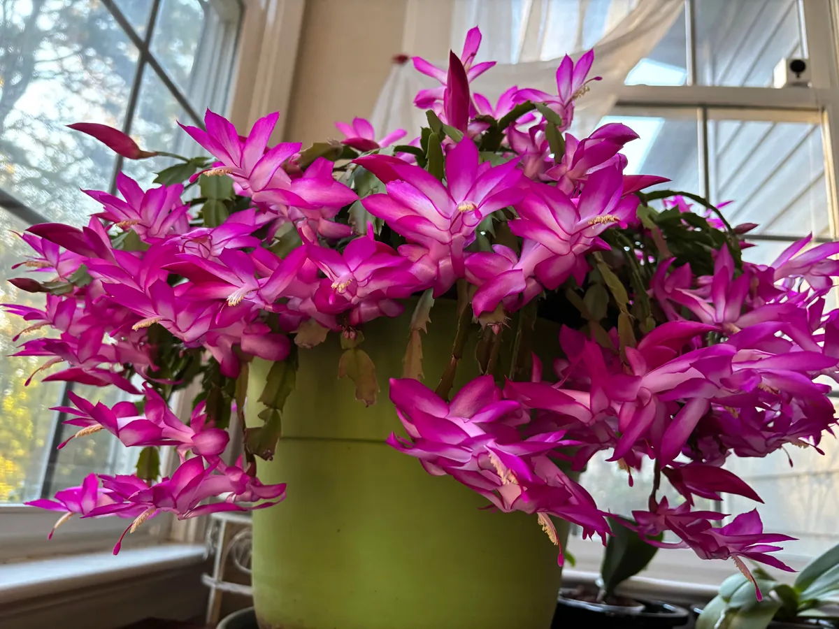 Christmas Cactus as come earlier this year and surprise me how beautiful it is.