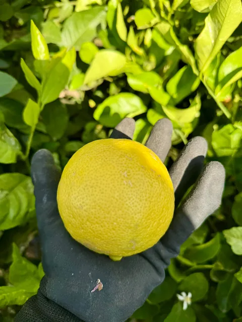 Final lemon harvest of the season, this batch is 368 lemons