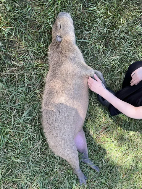 Nothing wrong with him! Just capybara