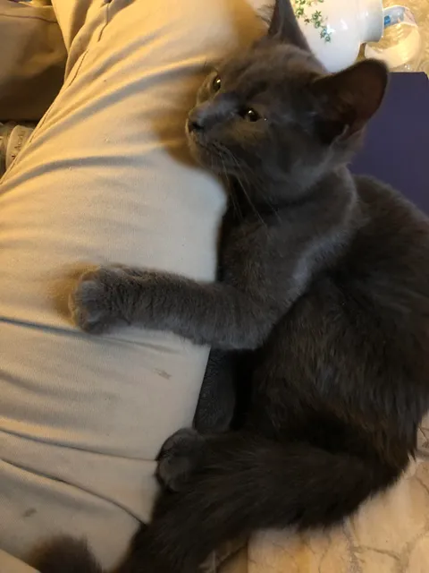 The worlds most affectionate cat showed up on my door step. She won’t let me go