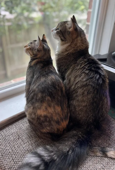 Big brother teaching his little sister about bird watching