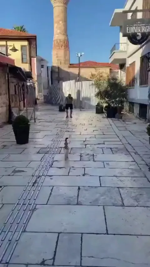 This is the MOST cat thing ever! 😂