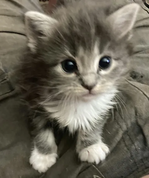 This is my kitten named Tippy