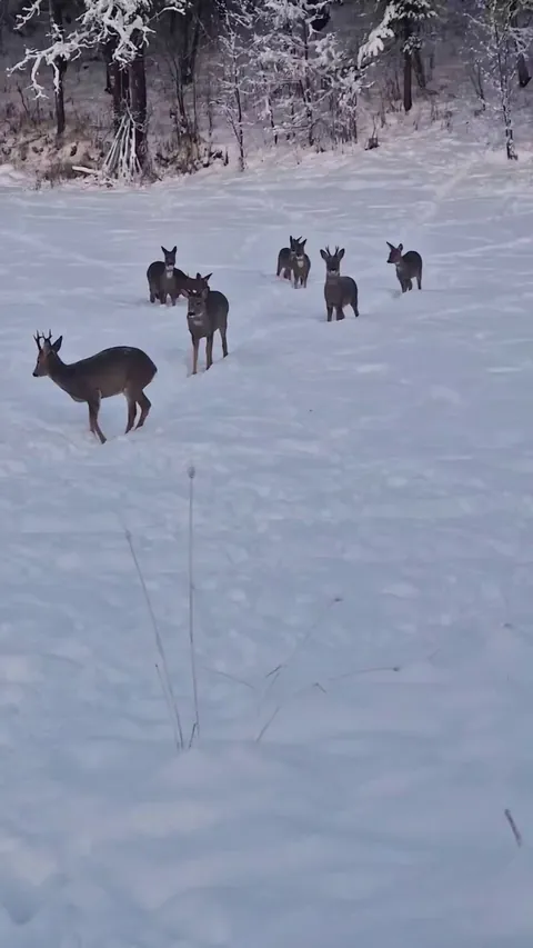 🔥 My aunt has bought a bag of reindeer feed that she needs in case she has to feed some reindeer this winter. The smell however has atracted the local roe deer, which have started gathering outside her house because of the smell