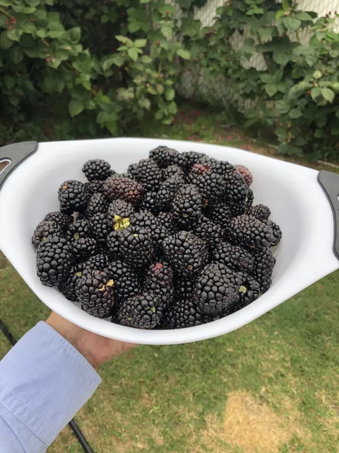 After three years I’m finally at the point where I can harvest a bowl of blackberries every day during the warmer months. Any recipes?