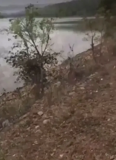 Deer with extremely amazing jumping ability