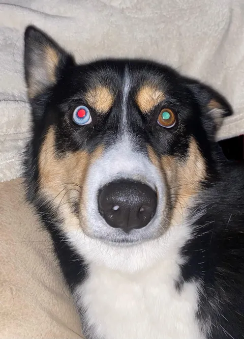 Heterochromatic dog's pupils reflect different colors!