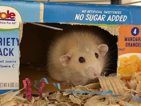 No sugar added because Naga is perfectly sweet