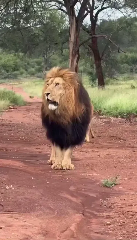 Size difference between a female and a male lion.