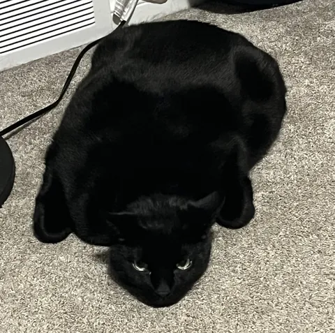 My void doesn’t loaf, he blobs