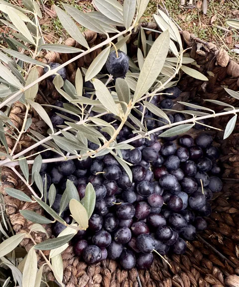 November 29th and still harvesting olives in the Sierra Nevada mountains of California 