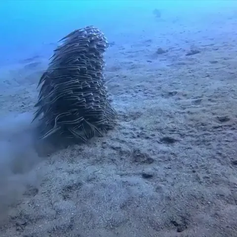 There is safety in numbers, these are juvenile striped eel catfish which look like a single mass, one giant animal gliding across the ocean floor, a daunting sight for predators.