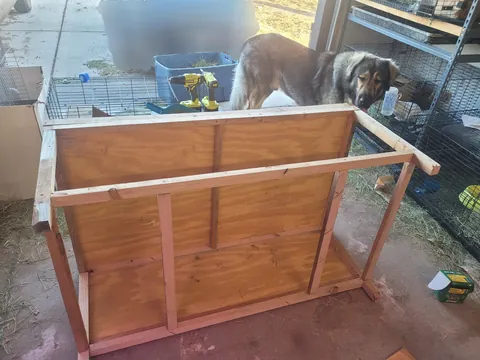 Sheepdog Too Big. Built A Bed To Match Dimensions To Our Queen. Used 100% Recycled Materials. £0 Spent. I Will Build/Install Drawer Tomorrow.