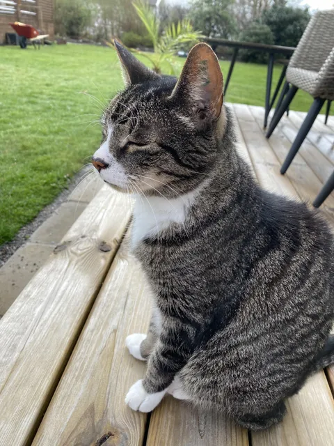 My soon 18 year old cat showing off his soon 18 year old ear tattoo