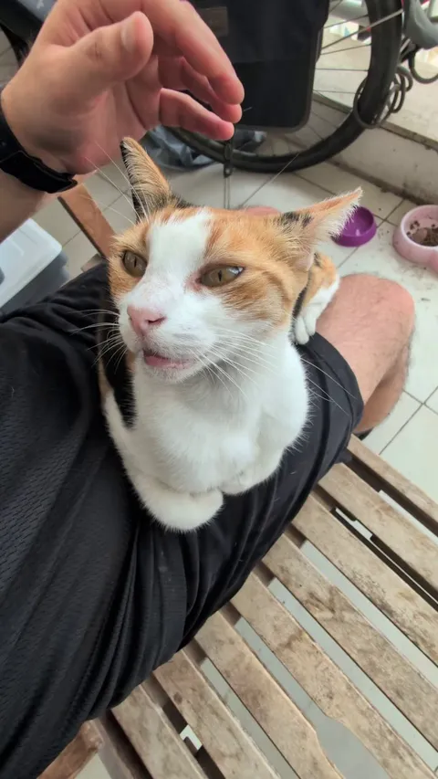 My outside cat really loves the head scratches