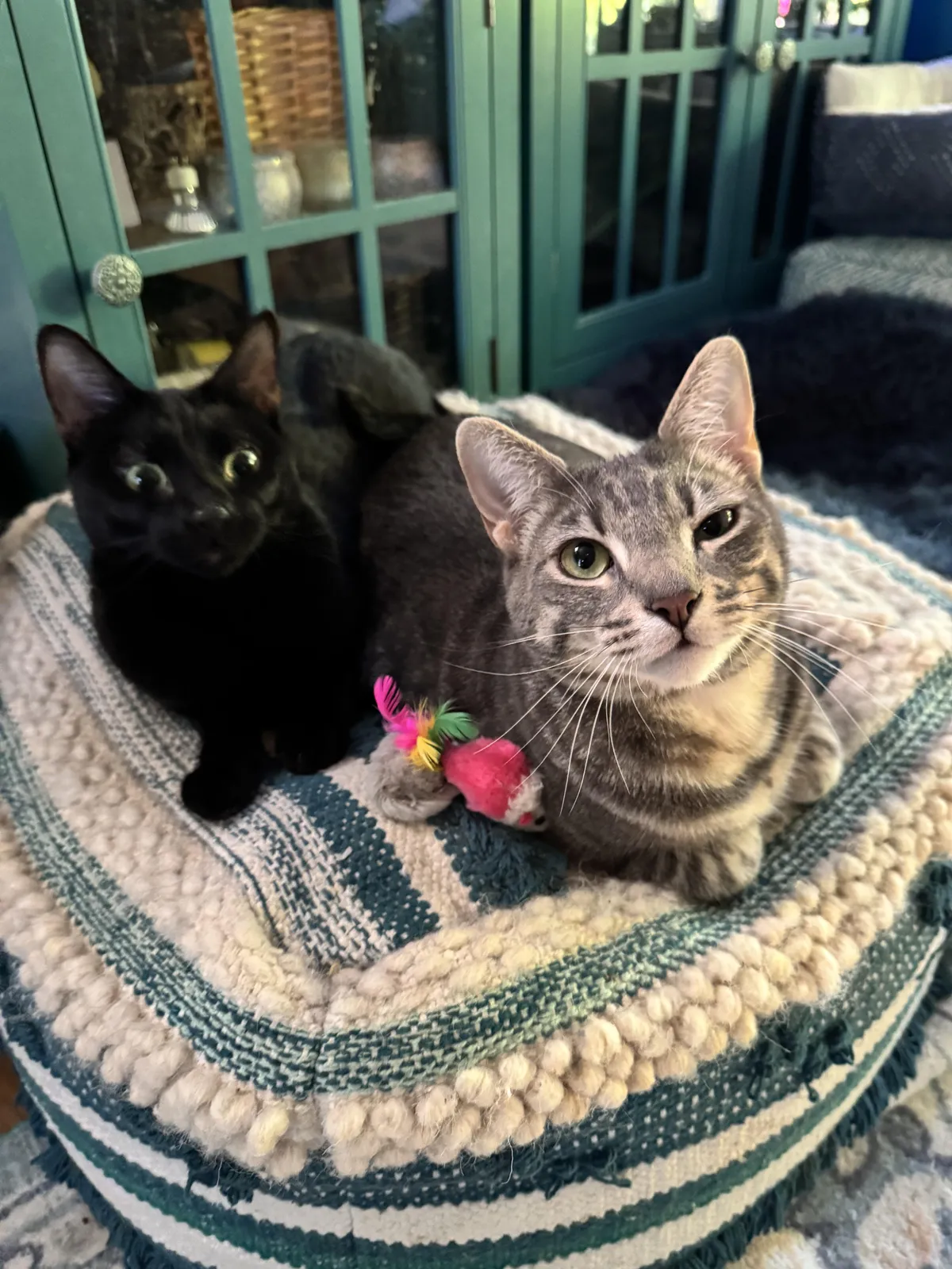 Bonnie the mini panther and her brother Reilly. They’re expressive little cats!