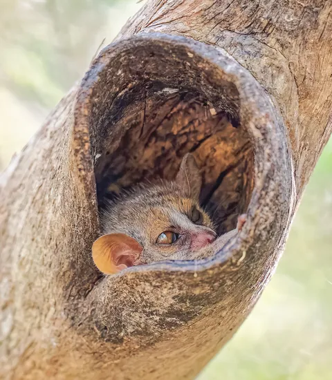 Madagascar : a dying Eden.  It needs you.