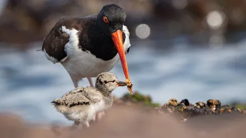 🔥 18 images from the 2025 Audubon Photography Awards