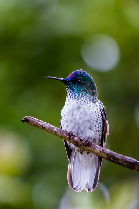 🔥The Juan Fernandez Firecrown Hummingbird, if Fire and Ice was a species
