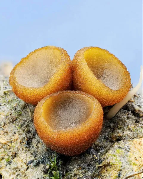 New Zealand photographer takes stunning photos of tiny mushrooms