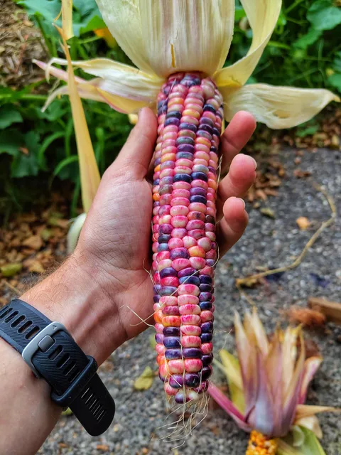 My own variety of Corn, Nebula flour corn