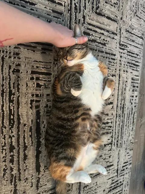 Labeled as extremely” aggressive” by the pet shelter and past owner