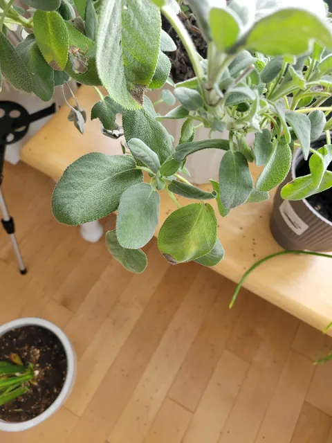 Any idea what these spots are?