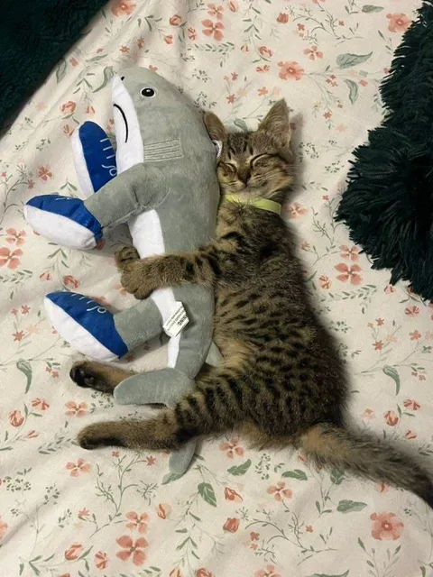 This little loaf is dreaming of fish and sunshine.