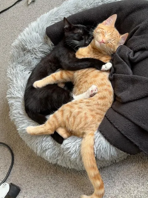 My two kittens, bonded and in love! 