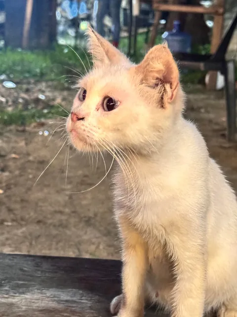 Is it just me or this cat from the food park kinda look like Willem Dafoe?