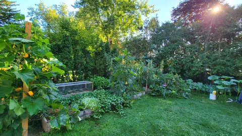 A morning view of my garden; I'm particularly proud of the vertically grown delicata squash.