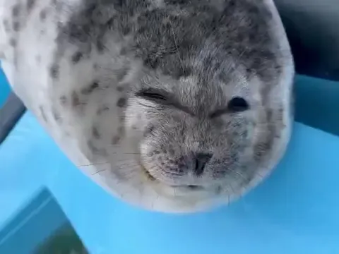 Someone tell me the species of this friend!