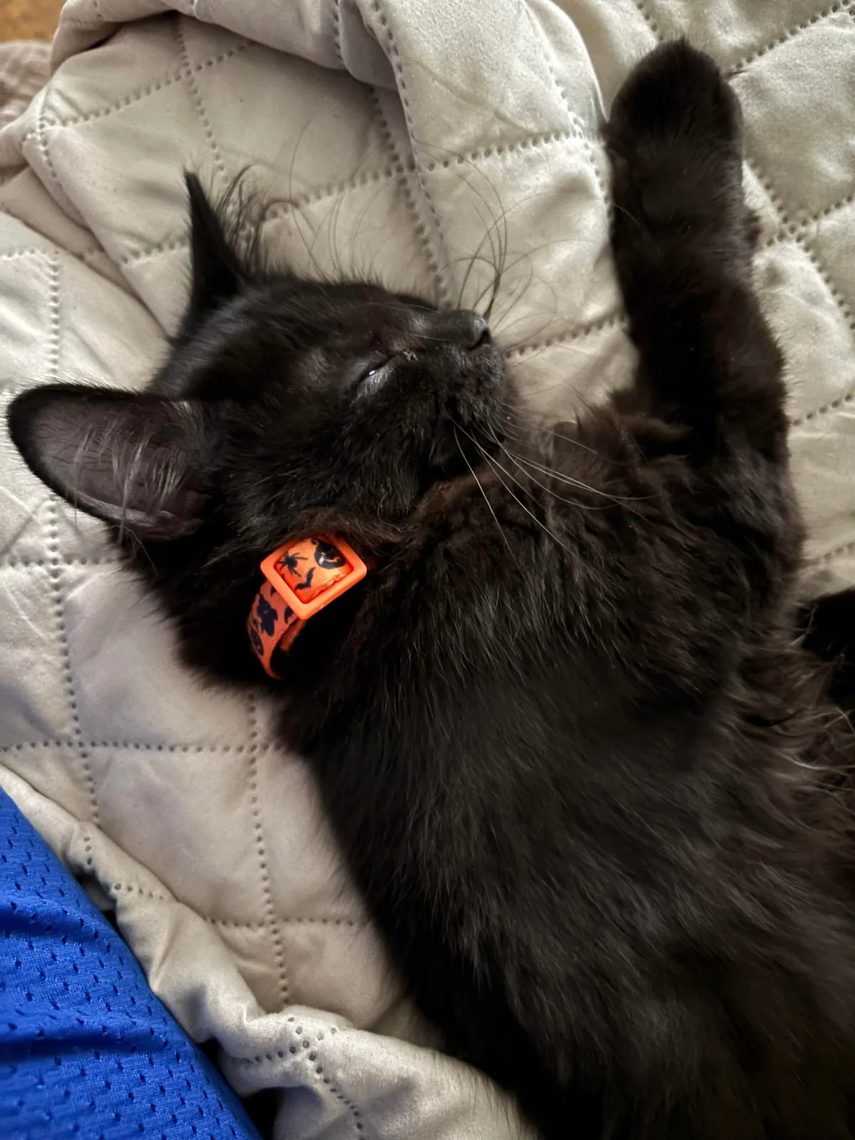 Help me name my new baby! I want something spooky, but something more unique than Luna or Salem! She’s a girl!