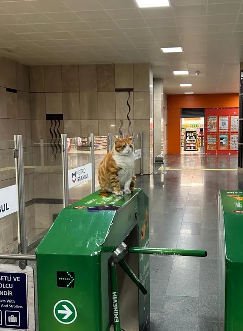 This hefty boy is working the ticket gates today