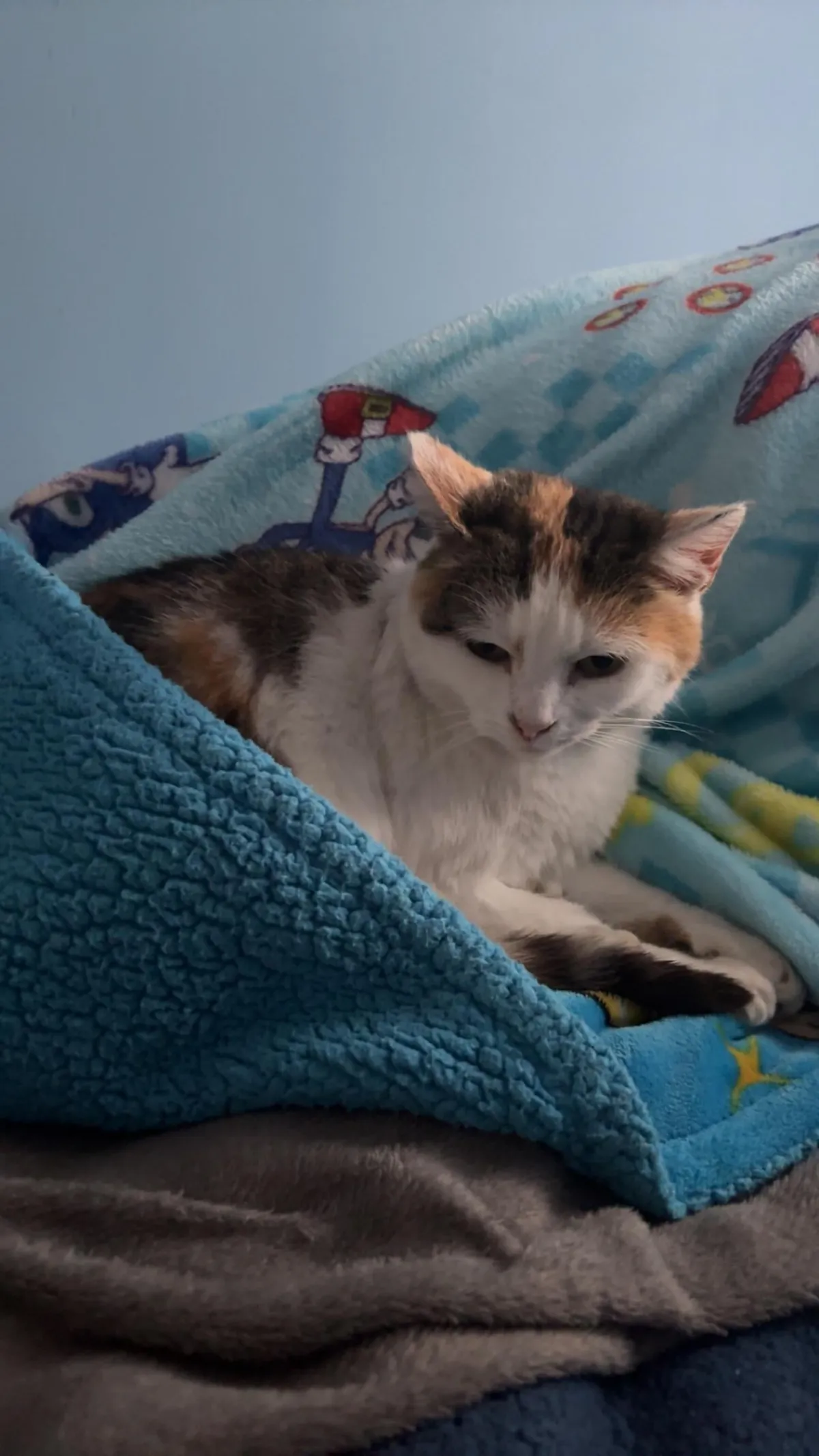 This cat broke into my house and had the audacity to sleep on MY bed...