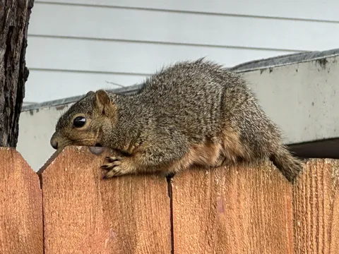 A squirrel lazily lying on top of a fence (no it wasn't injured, it ran off shortly after I took the photo)