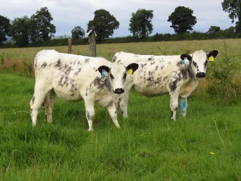 Some recent pictures of Custard and Cream. They do absolutely everything together.