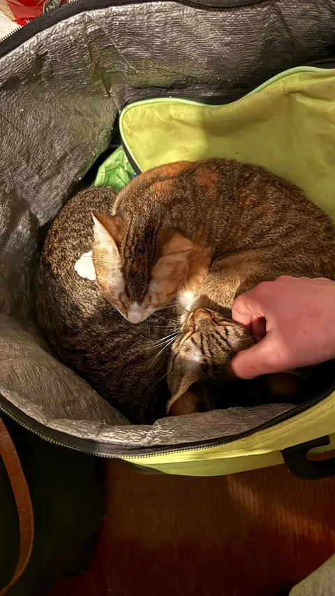 From the streets of Tunisia to the Alps, these two little rescued siblings finally found peace