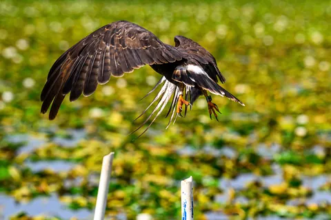 🔥 The Endangered Florida Snail Kite