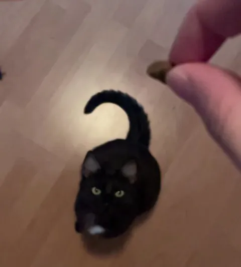 I love giving my cats treats like they’re the mosasaurus from JW and filming it in slow motion.