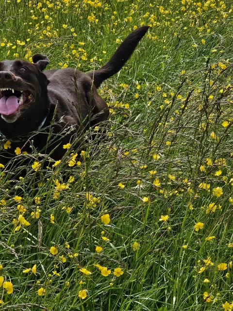 She's also a supermodel dog, I swear